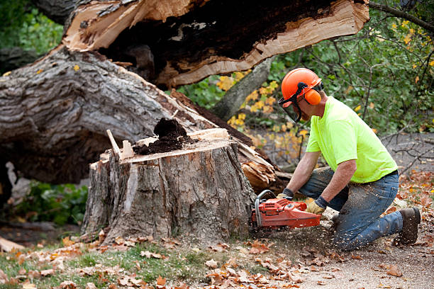  , USA Tree Service Pros